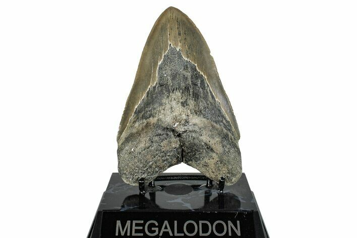 Serrated, Fossil Megalodon Tooth - North Carolina #274790